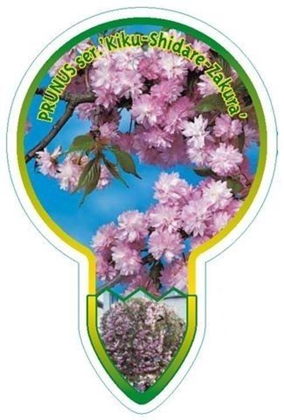 Prunus 'Kiku-shidare-zakura' - 80 CM Stem C7.5